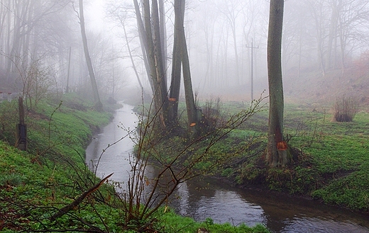Mynwka w porannej mgle  - na skraju Puszczy Barlineckiej