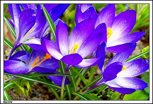 Russw - kwiaty przed dworkiem Marii Dbrowskiej