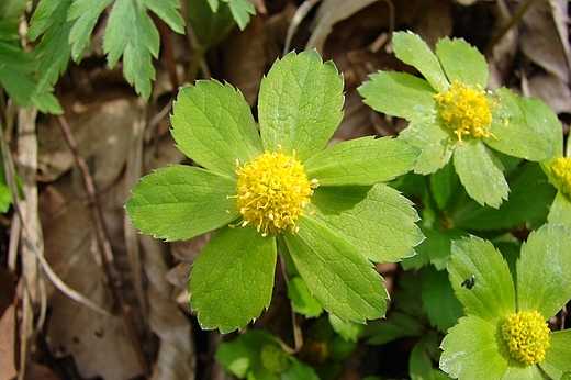 Cieszynianka wiosenna 1