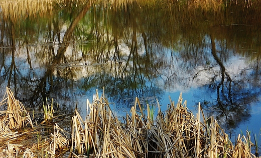 Nad stawem-park Trzeszczany