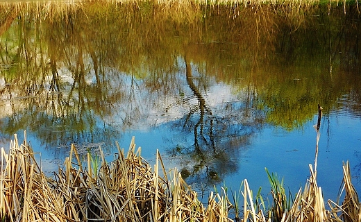 Nad stawem-park Trzeszczany