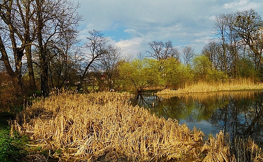 Nad stawem-park Trzeszczany