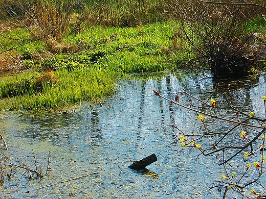 Staw may-park Trzeszczany