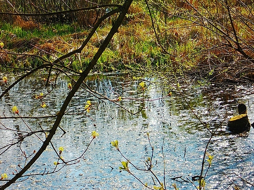 Staw may-park Trzeszczany