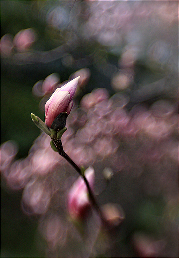 Magnolia