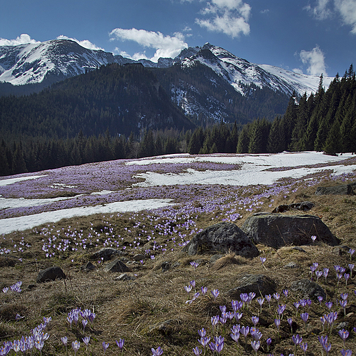 Czas krokusw. Tatry