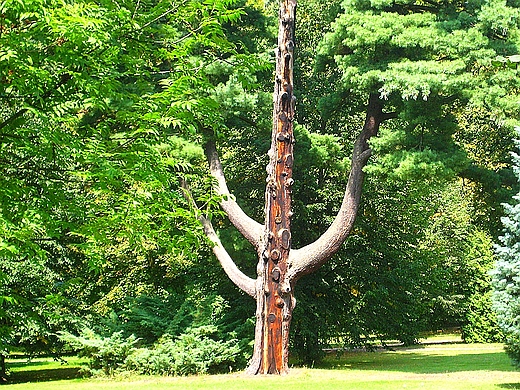 Sieniawa. Drzewo w parku paacowym