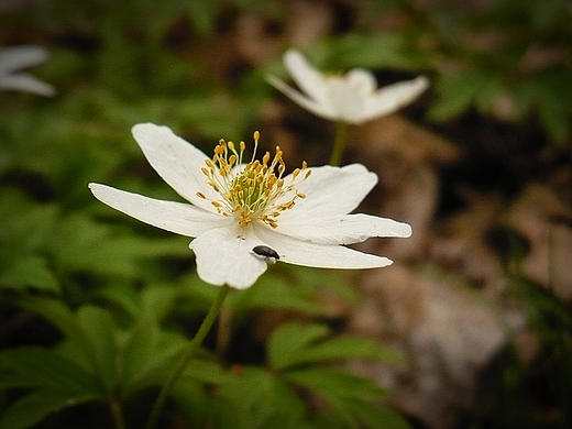 Anemone nemorosa