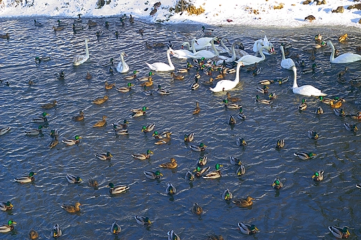 Kaczkolandia. Park Miejski w Kaliszu