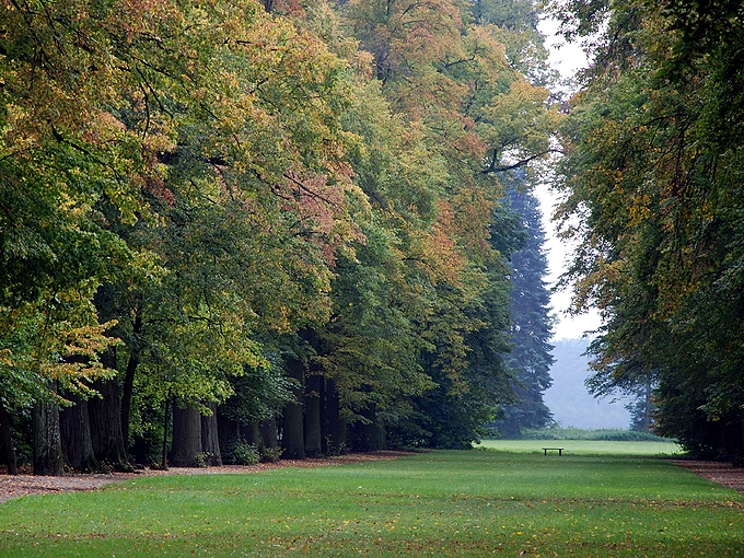 Monumentalna aleja lip. Park w Nieborowie