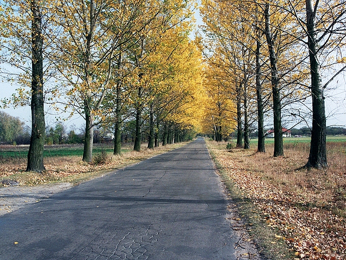 Topolowa aleja w Kaleniu