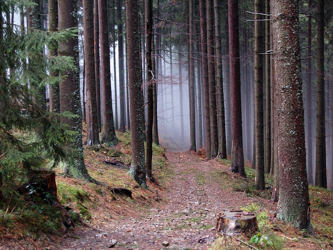 Las na stokach Rycerzowej - w drodze do Soblwki. Beskid ywiecki