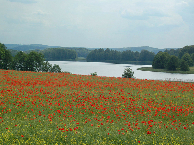 Jezioro Wulpiskie. Okolice Olsztyna