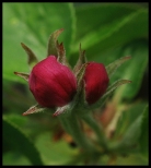 kwiat jaboni w fazie pka