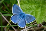 Modraszek ikar samczyk  najbardziej modry z modraszkw.