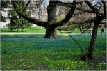 wiosna w parku Klepacza III