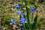 wiosna w parku Klepacza VII