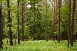 W lesie