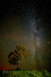 Milky Way Turtul