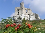 Ruiny zamku w Mirowie i dzika ra