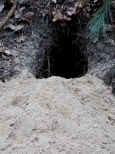 Zamieszkaa nora borsuka w Lasach Pomiechowskich. Widoczne lady zwierzcia na piasku.