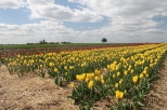 Tulipanowe pola
