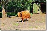 eba Park -Park Dinozaurw ;nasze zwierzta -krowa szkocka