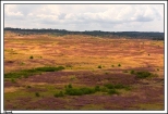 Okonek - rezerwat przyrody Wrzosowiska w Okonku_ widok na wrzosowiska z punktu obserwacyjnego...