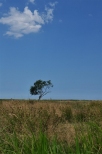 Samotne drzewo na ce