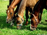 konie w stadninie Paacu w Kurozwkach