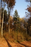 uroki  lasu  strzyowskiego