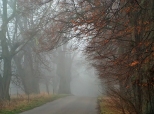 Aleja Lipowa tonca w jesiennej mgle