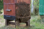 Krapkowice - pszczoy na ulu