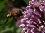 Pszczoa i lilak