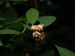 Pszczoa na nieguliczce