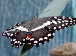 Egzotyczne motyle w dzkiej Palmiarni