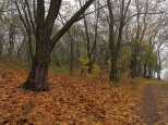 Jesieni w lesie
