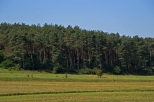 Gogolin - Strzebniowski las