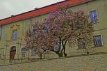 Krapkowice - zamkowa magnolia