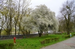 Krapkowice - kwitnce drzewo nad odr