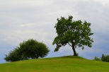 Lubin - drzewo na  wzgrzu