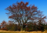 Beskid May. Charakterystyczne drzewo na Magurce.