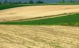 Maoszyce - pola w maju