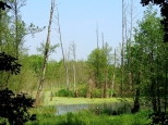 Konstanciskie mokrada przy Parku Zdrojowym