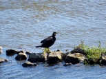 Nadwilaski kormoran