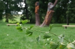 Miorzb w parku dworskim w Woli Okrzejskiej