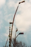 Lipnica Murowana - najwysze palmy