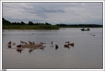 Dbki - ptactwo na jeziorze Bukowo