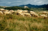 Czorsztyn - podhalaskie owce na Spiszu