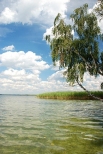 Jezioro Wigry - grupka brzz przy pnocnym kracu wyspy Ordw to jeden z najbardziej malownicznych zaktkw Suwalszczyzny. Wigierski Park Narodowy